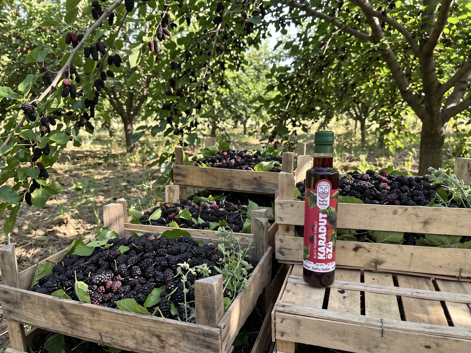 Dut bahçesinde taze toplanmış karadut dolu ahşap kasaların yanında duran cam şişede Hafızbaba Karadut Özü.